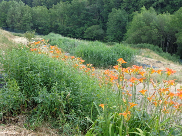 Station d'épuration (phytoépuration)